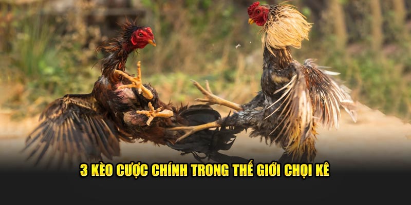 3 Kèo cược chính trong thế giới chọi kê