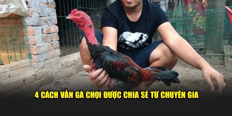4 cách vần gà chọi được chia sẻ từ chuyên gia