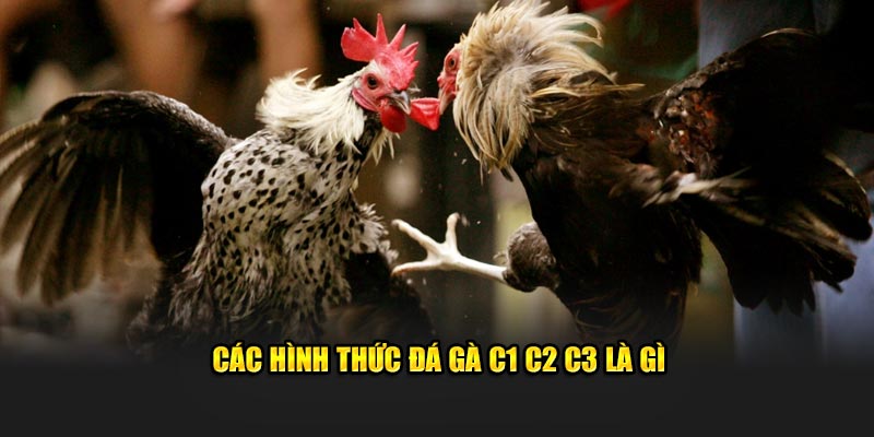 Các hình thức đá gà C1, C2, C3 là gì