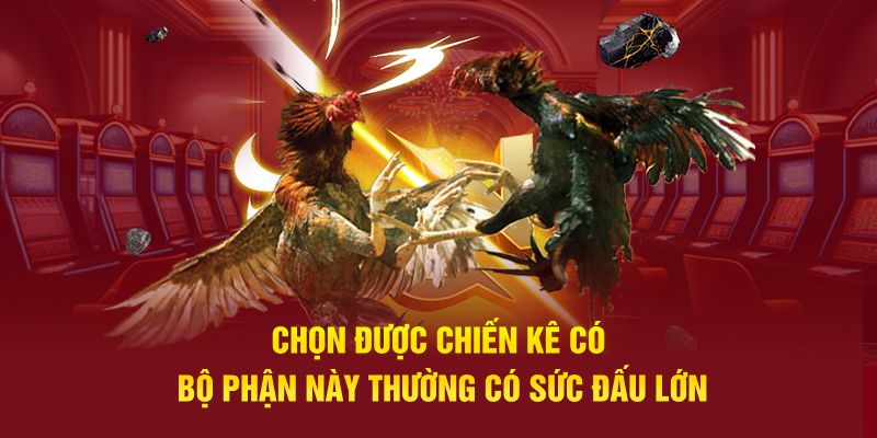 Chọn được chiến kê có bộ phận này thường có sức đấu lớn