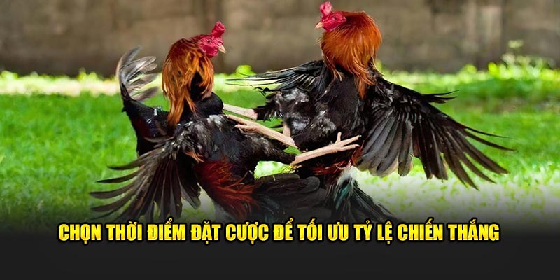 Chọn thời điểm đặt cược để tối ưu tỷ lệ chiến thắng