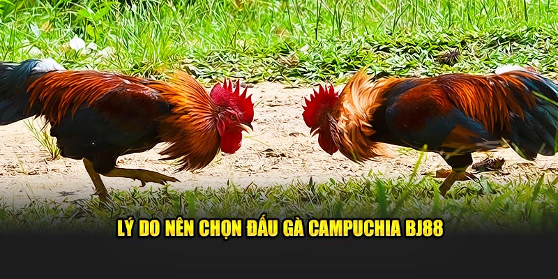 Lý do nên chọn đấu gà Campuchia BJ88