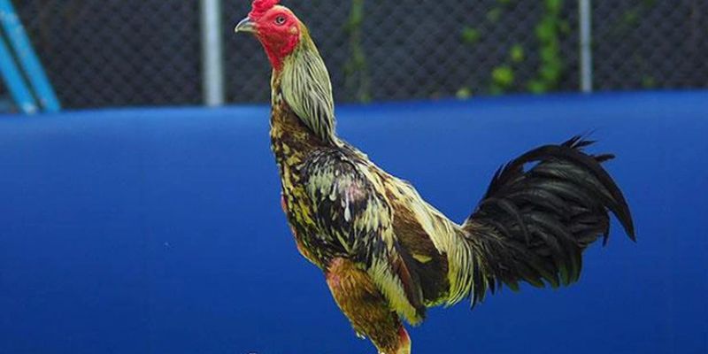 Gà chọi Nhật Bản vô cùng đẳng cấp
